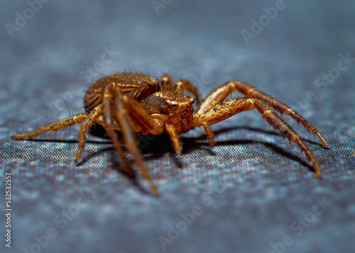 Closeup photo of a cute sidewalk spider