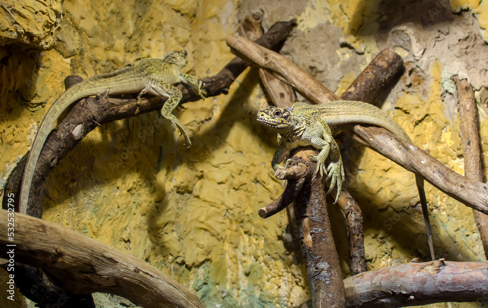 Sailfin Dragons Or Sailfin Or Crested Lizards (hydrosaurus) Lying On 