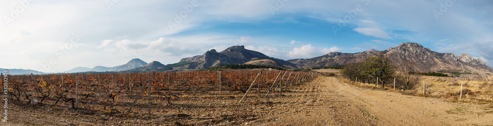 Vineyard in autumn, panorama Vineyard in autumn, panorama