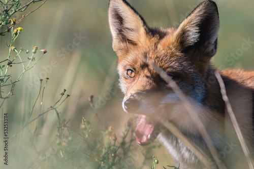 The Eyes of a Red European Fox