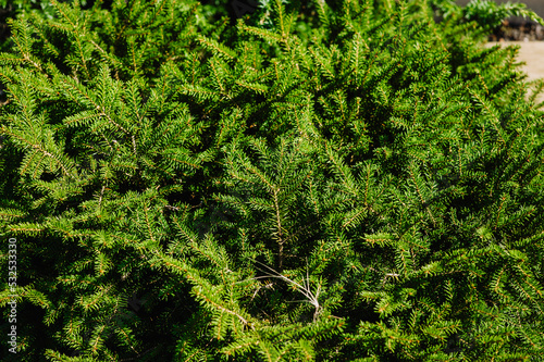 Background  texture of a green coniferous tree with needles on the branches. Photography of nature.