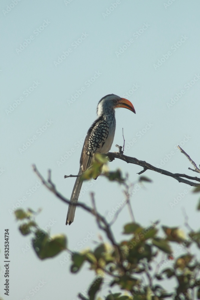 Obraz premium Southem yellow-billed hombil I 