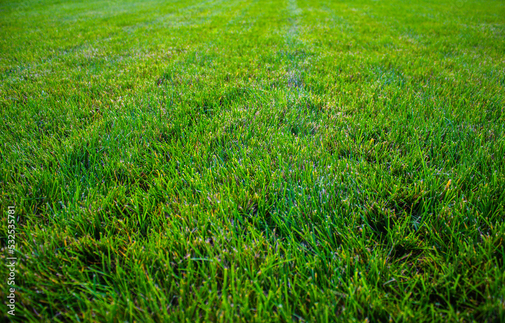 Find Reliable Grasshopper Mower Dealers Near Me: A Comprehensive Guide