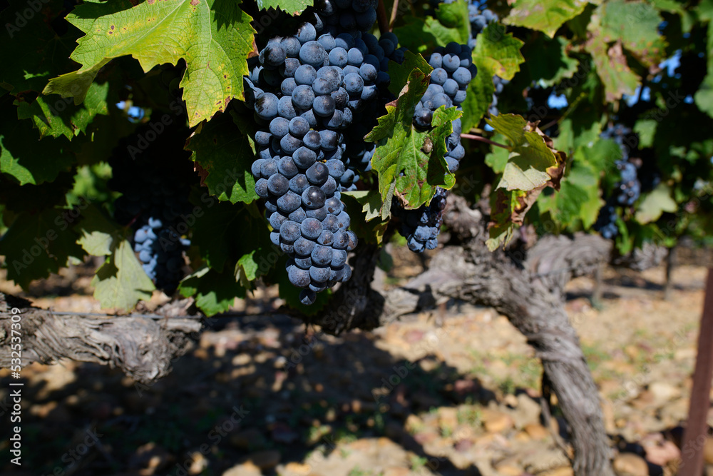 Dojrzałe winogrona na plantacji winorośli, winnica, wino, słoneczny dzień. - obrazy, fototapety, plakaty 