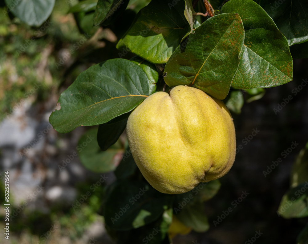 Close up of a quince fruit on a tree. Close up of a quince fruit on a tree.