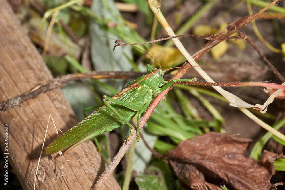 The green grasshopper, or ordinary grasshopper (lat. Tettigonia viridissima) - a species of insects from the family of True grasshoppers of the order orthoptera in the garden. The green grasshopper, or ordinary grasshopper (lat. Tettigonia viridissima) - a species of insects from the family of True grasshoppers of the order orthoptera in the garden.