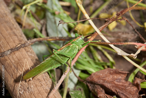 The green grasshopper, or ordinary grasshopper (lat. Tettigonia viridissima) - a species of insects from the family of True grasshoppers of the order orthoptera in the garden.