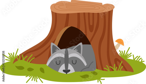 Sleeping raccoon in the burrow. Vector illustration