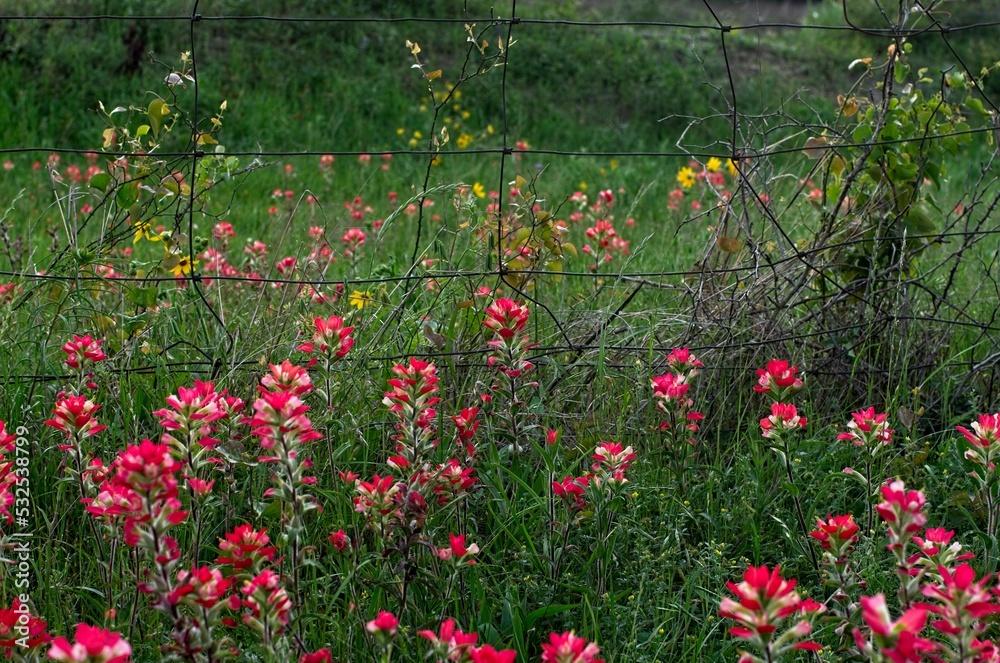 Texas wildflowers: Blue Bonnets, Indian Paint Brushes, Indian Blankets, Wine Cups, Thistles