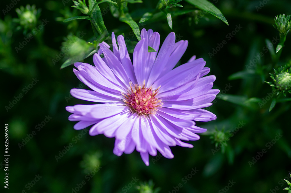 Symphyotrichum novi-belgii Almira blue flowering plant, beautiful summer autumn rich petal flowers in bloom Symphyotrichum novi-belgii Almira blue flowering plant, beautiful summer autumn rich petal flowers in bloom