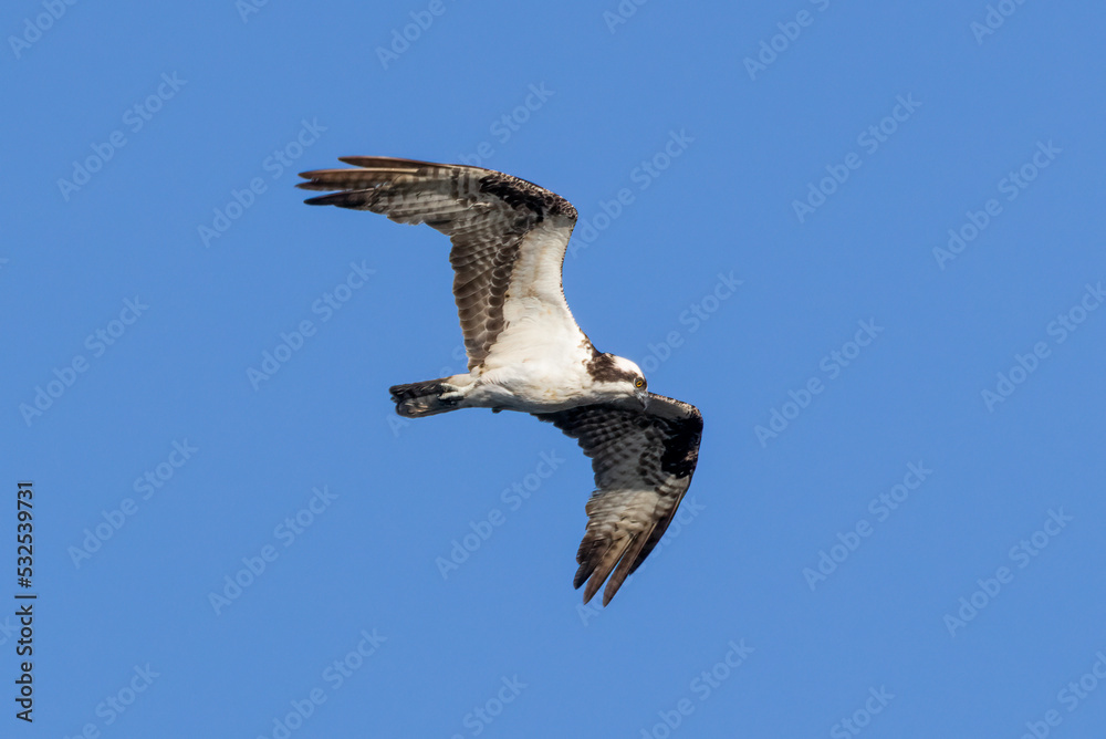 Obraz premium osprey in flight