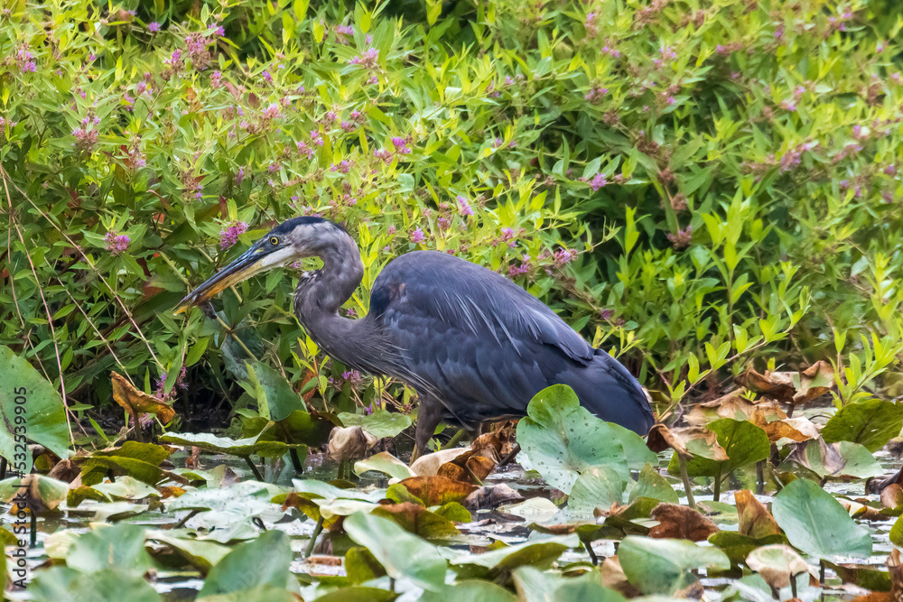Fototapeta premium great blue heron