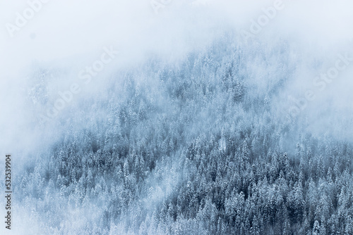 Schneebedeckte Bäume im Winter und Nebel