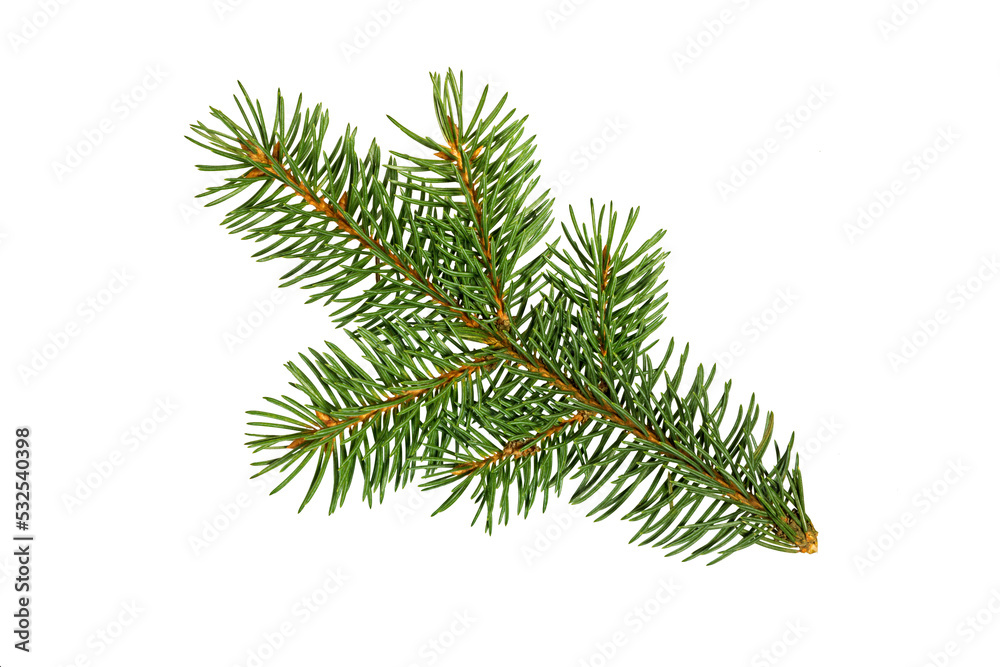 Fir tree branch. Pine branch. Fir tree branch. Pine branch.