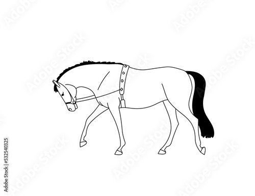 Warmblood horse equipped for training on a lunge
