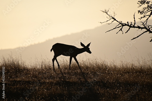 Foto silhouette of a deer