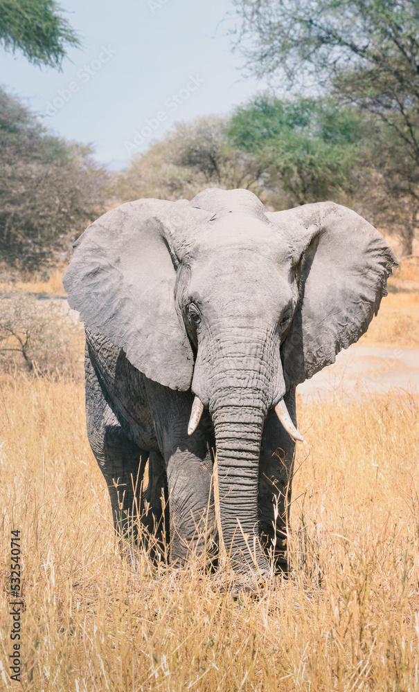 Fototapeta premium Vertical picture of an elephant walking in Africa. Ivory horns