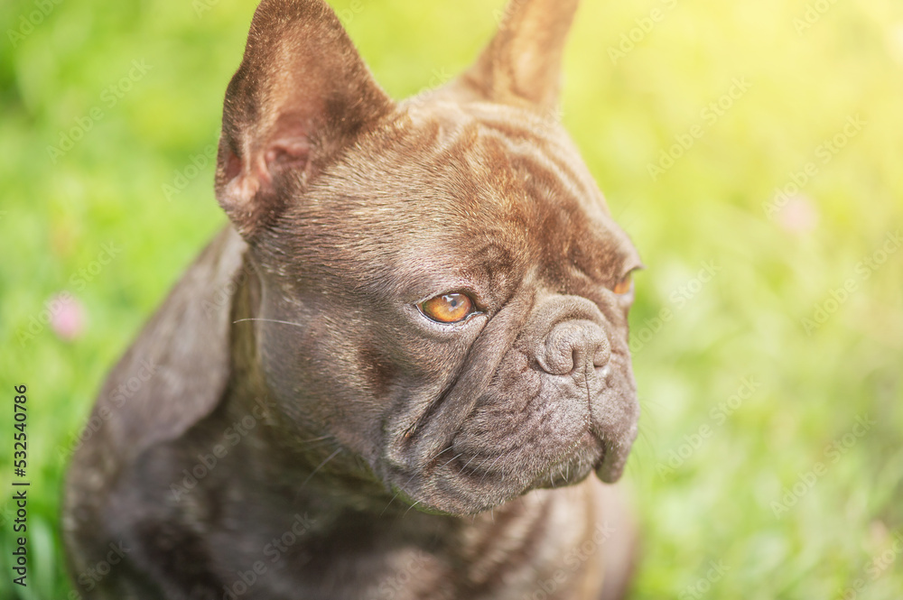 Fototapeta premium A young dog on a background of green grass. The dog is black and brindle of the French bulldog breed