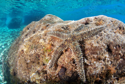 Mediterranean rock seastar in the Adriatic sea. photo