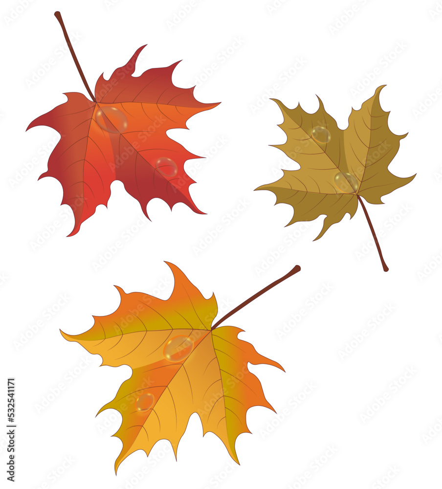 Fototapeta premium листик с каплей воды, leaf fall, autumn, morning race