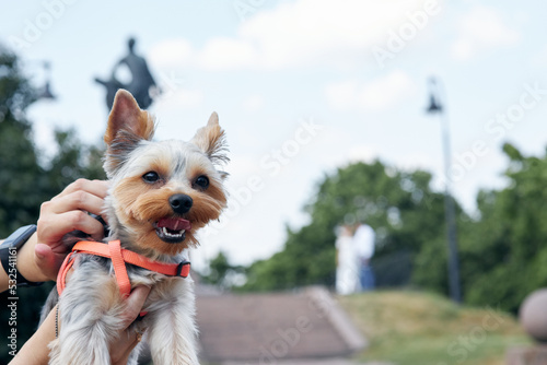 yorkshire terrier on the street © smirs