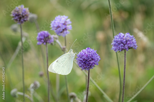 Large White butterfly among Devil's-bit Scabious.