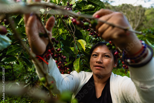 Woman Harvesting coffee beans