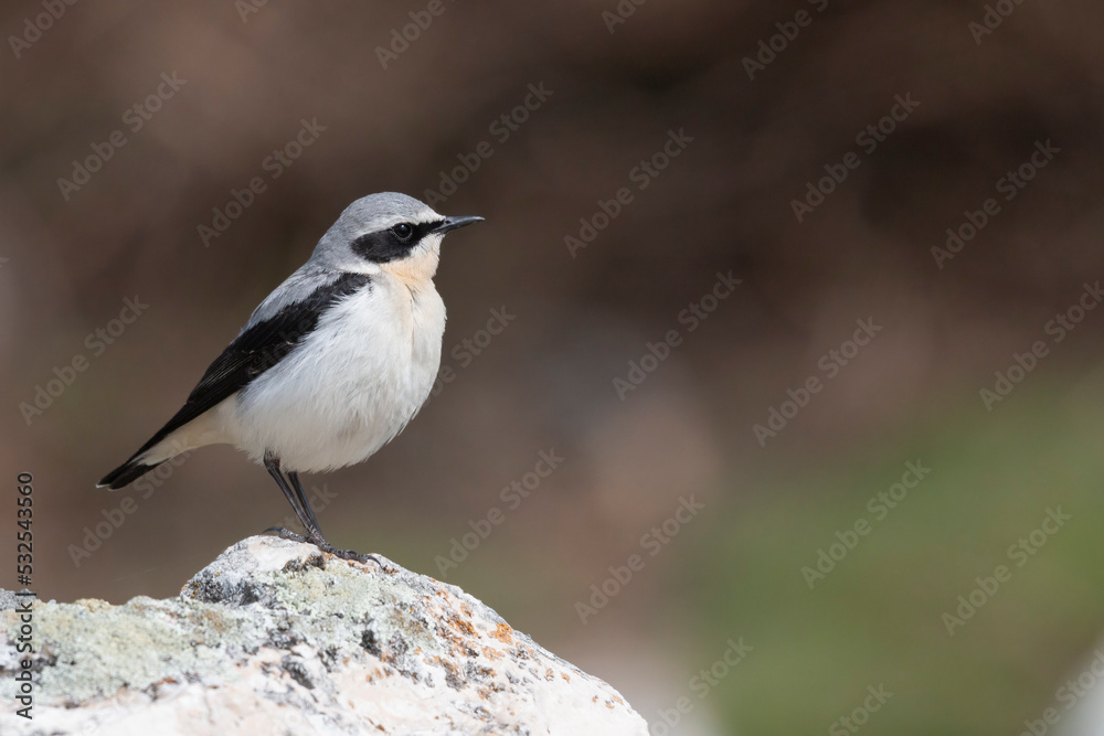 Northern Wheatear (Oenanthe oenanthe). beautiful bird that lives at high altitudes. Northern Wheatear (Oenanthe oenanthe). beautiful bird that lives at high altitudes.