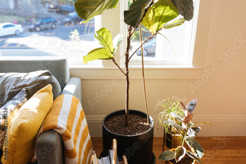 Fiddle leaf fig grows in the sunshine photo