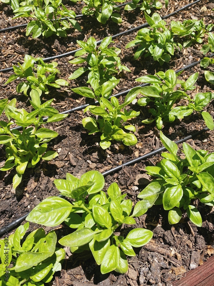 Rows of basil plants grow on a farm