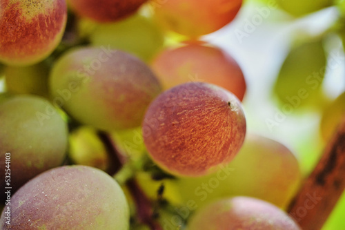 Close-up of red grapes ripening on a vine