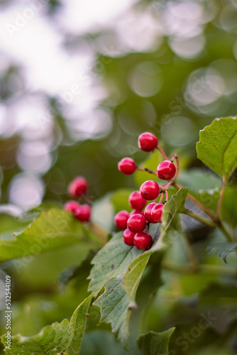 red berries on a bush