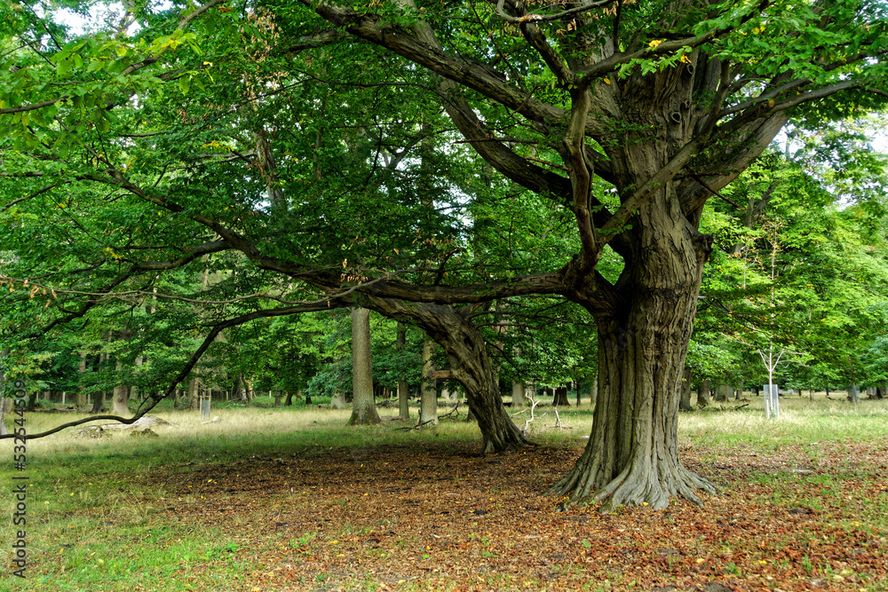 Naklejka premium Hannover Tiergarten