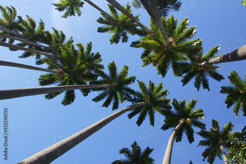 Royal Palm Trees