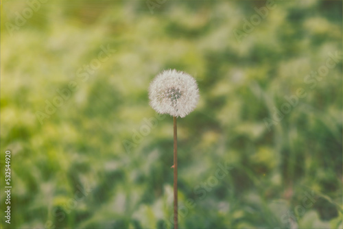 One dandelion bloomed on a green background