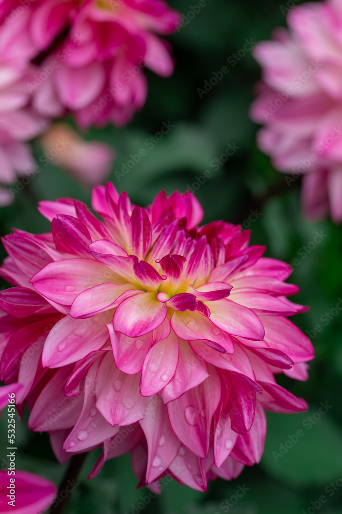 Pink dahlias blooming in botanical garden.