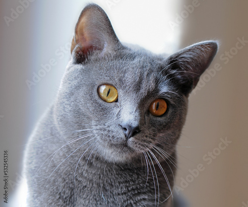 Obraz na plátne Portrait of young Chartreux cat
