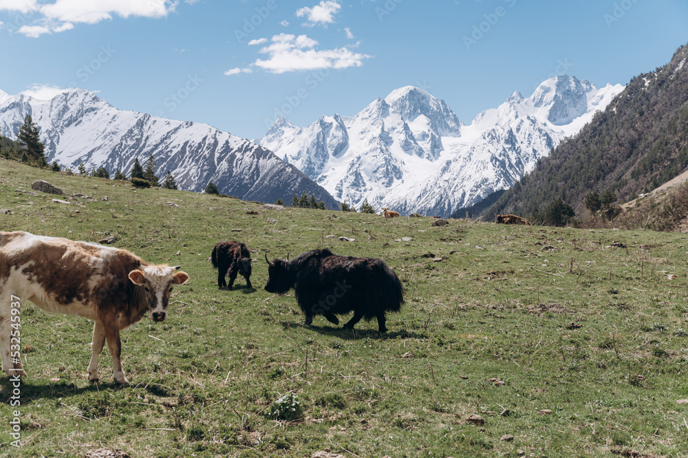 Hairy cows grazing in valley Hairy cows grazing in valley