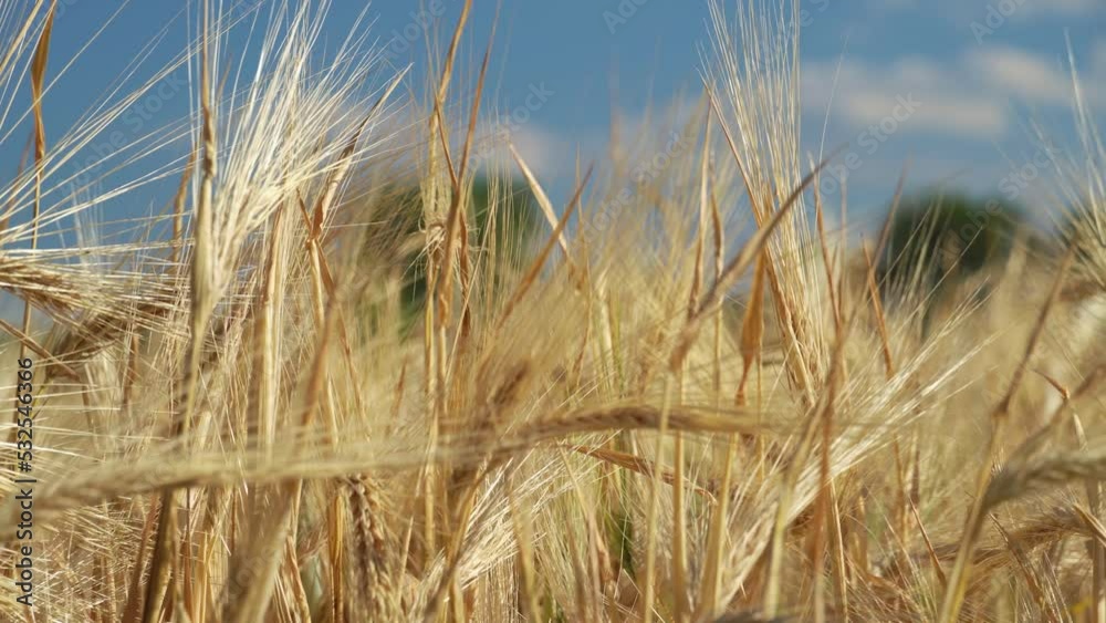 yellow agriculture wheat field and blue sky, bright sunlight, beautiful landscape in summer day
yellow agriculture wheat field and blue sky, bright sunlight, beautiful landscape in summer day