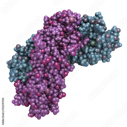 Activin A protein. Stimulates FSH secretion and plays role in regulation of menstrual cycle. 3D rendering based on protein data bank entry 2arv. photo