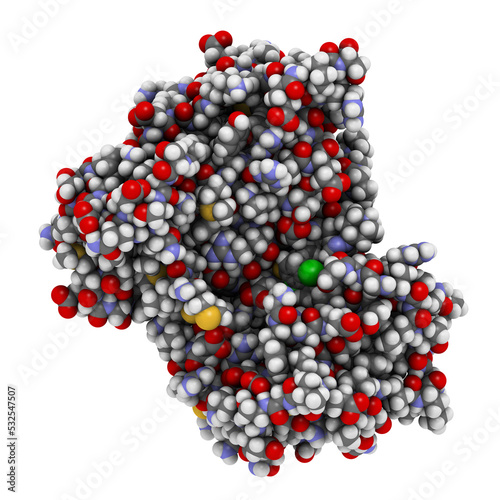 Anaplastic lymphoma kinase (ALK, tyrosine kinase domain) protein. Shown in complex with the inhibitor crizotinib. 3D rendering based on protein data bank entry 2xp2. photo