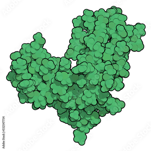 Interleukin-2 receptor alpha chain (CD25, extracellular domain). CD25 is the target of the monoclonal antibody drug daclizumab, used in the treatment of multiple sclerosis.  photo