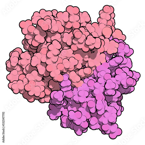 CD3 protein (epsilon/delta ectodomain dimer). CD3 is present on the surface of T-lymphocytes and is required for T-cell activation. 3D rendering based on protein data bank entry 1xiw.