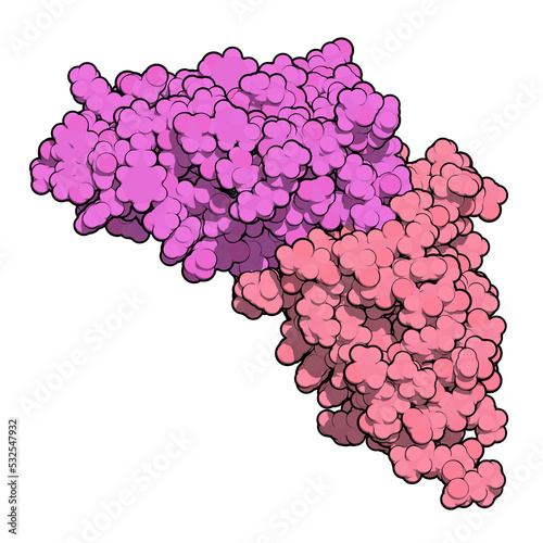 Carcinoembryonic antigen (CEA, CEACAM5, N-terminal domain). Used as tumor biomarkerin some forms of cancer. 3D rendering based on protein data bank entry 2qsq. photo