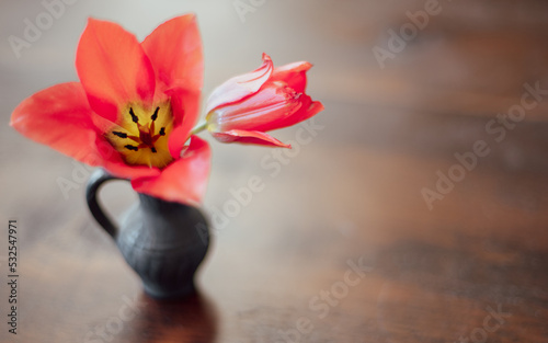 Orange tulip in grey pottery vase 
