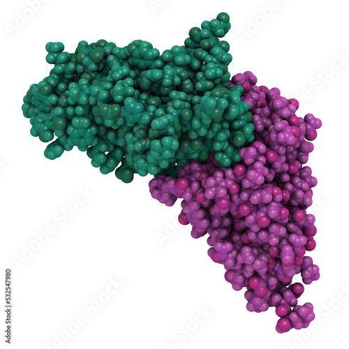 Carcinoembryonic antigen (CEA, CEACAM5, N-terminal domain). Used as tumor biomarkerin some forms of cancer. 3D rendering based on protein data bank entry 2qsq. photo