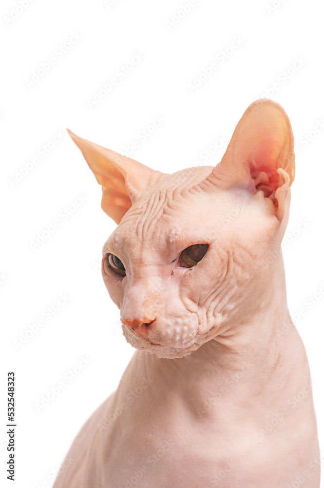 Portrait of a Don Sphynx cat on a white background. Cat isolated on white.