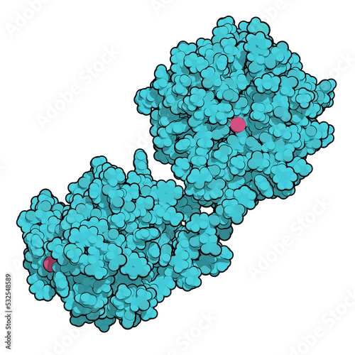 Matrix metalloproteinase 12 (MMP-12, macrophage elastase) enzyme. MMPs are proteases involved in the breakdown of extracellular matrix. 3D rendering based on protein data bank entry 3ba0.