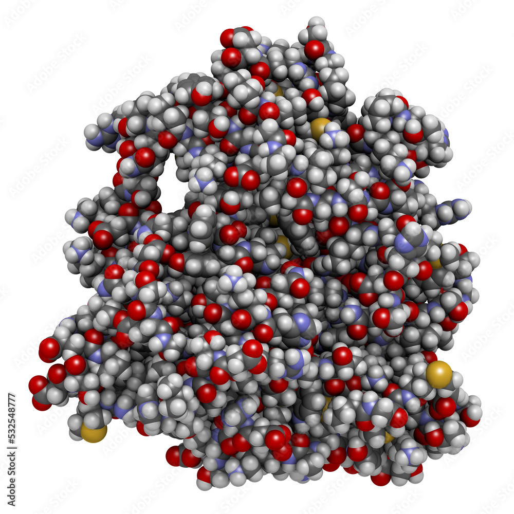 Platelet-derived growth factor receptor A (PDGFRA, kinase domain) protein. Target of anticancer monoclonal antibody olaratumab. 3D rendering based on protein data bank entry 5k5x.