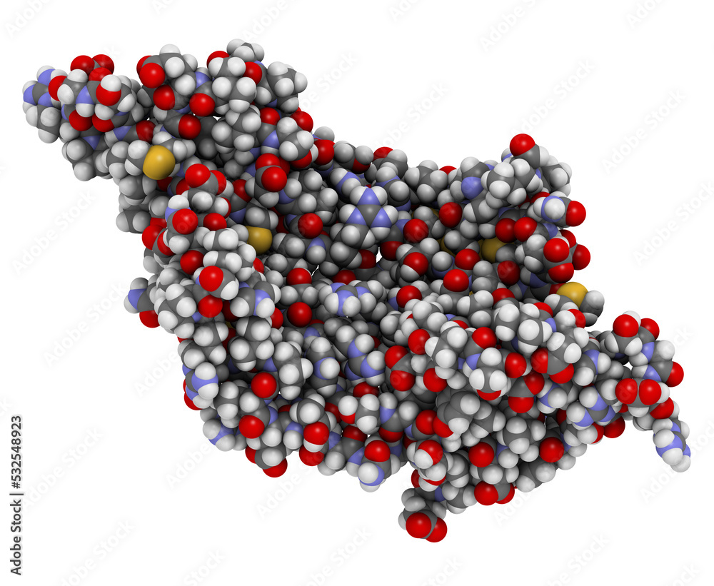 Placental growth factor (PlGF, receptor binding domain) protein. 3D rendering based on protein data bank entry 1rv6. Placental growth factor (PlGF, receptor binding domain) protein. 3D rendering based on protein data bank entry 1rv6.